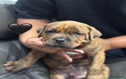 Cane Corso dogs for sale: Chunky Cane Corso Cross Pups – Ready Next Week! - Image 14