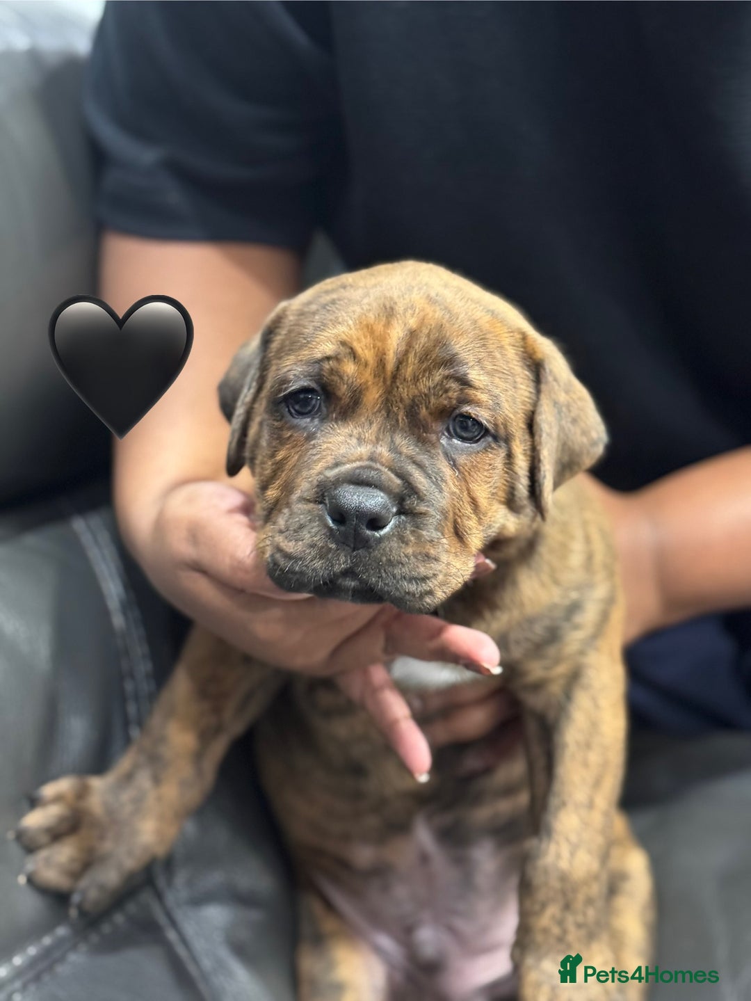 Cane Corso dogs for sale: Chunky Cane Corso Cross Pups – Ready Next Week! - Image 14