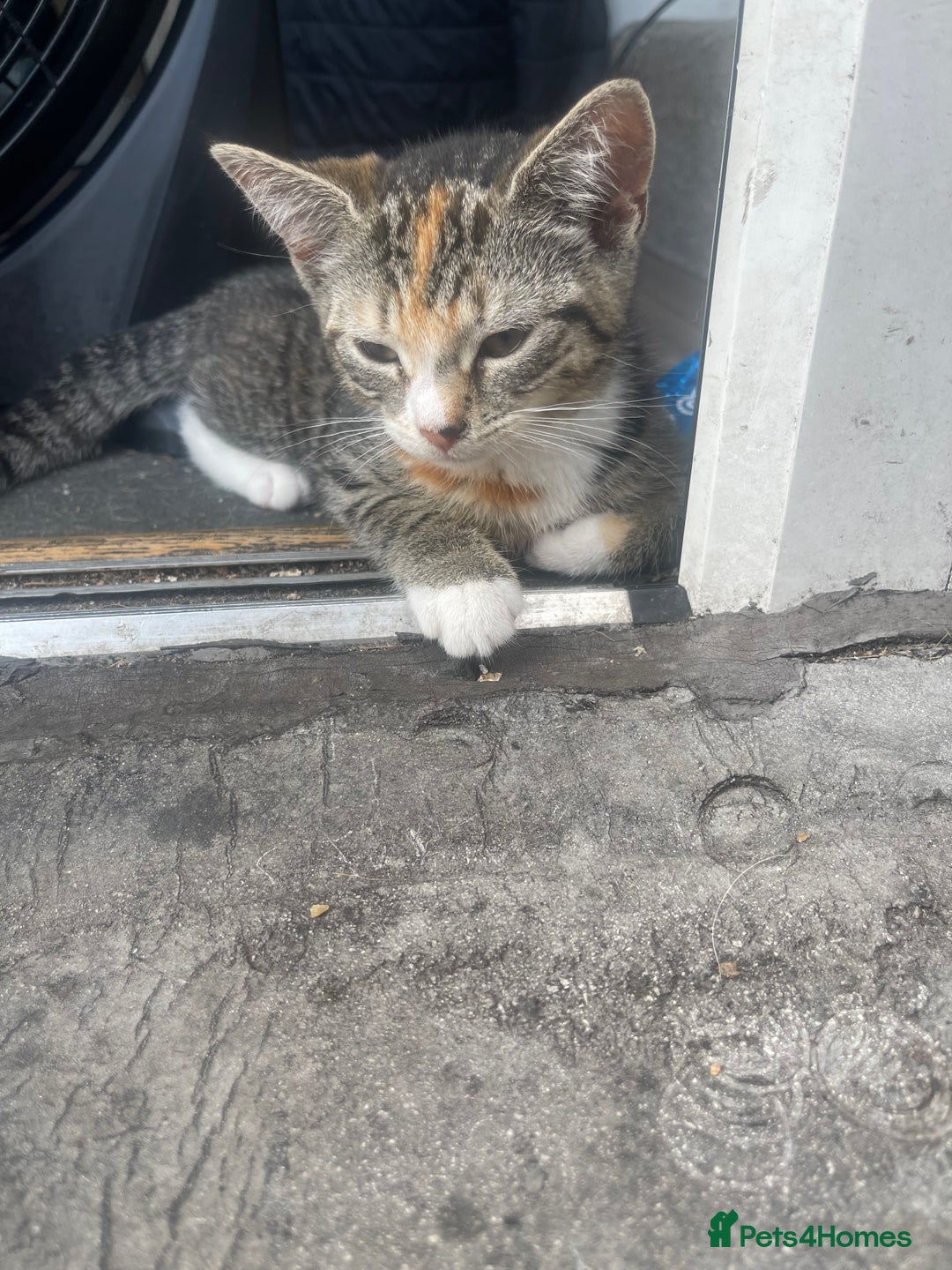 Mixed Breed cats for sale: FEMALE KITTEN - microchipped, flea&worm treated!  - Image 24
