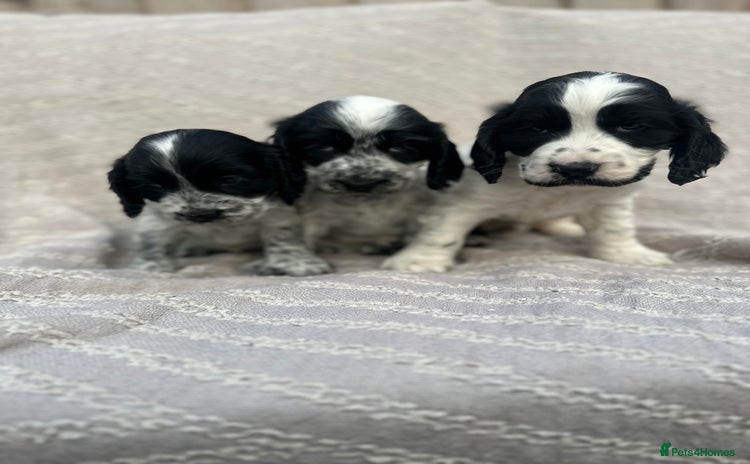 Cocker Spaniel dogs - Advert 2