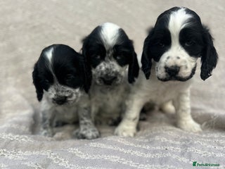 Cocker Spaniel dogs - Advert 15