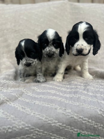 Cocker Spaniel dogs - Advert 10