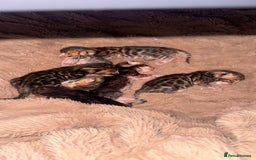 Bengal cats for sale: Bengal kittens Pure just born - Image 1