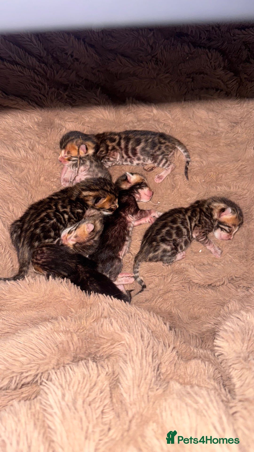 Bengal cats for sale: Bengal kittens Pure just born - Image 1