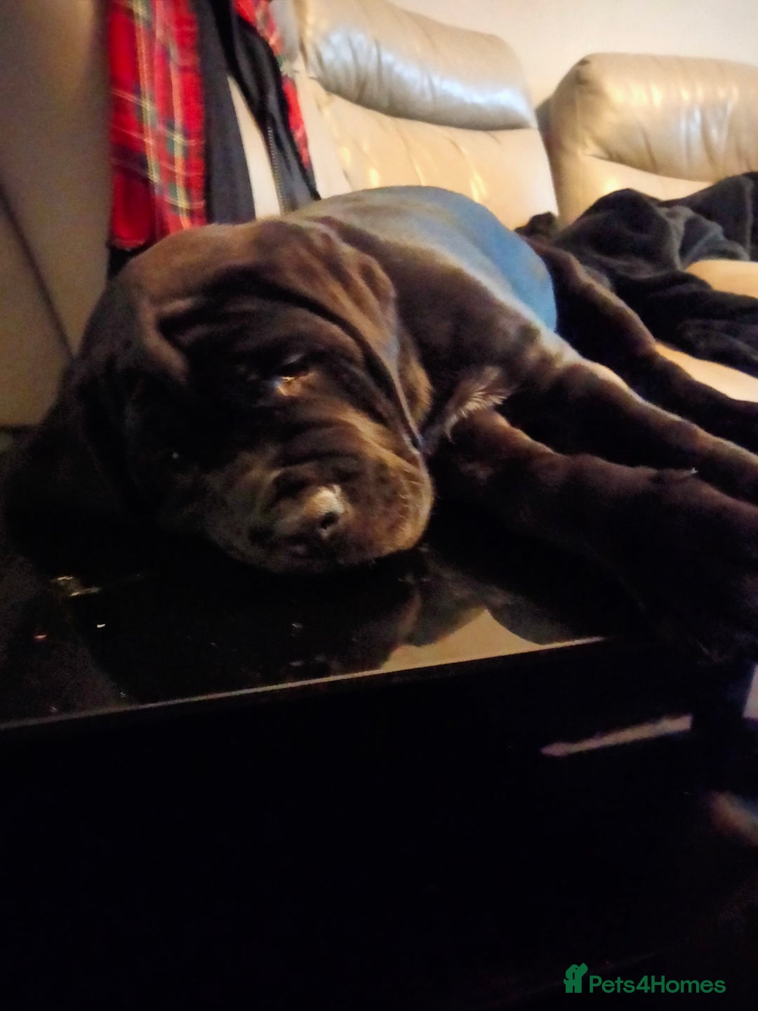 Cane Corso dogs for sale: Cane Corso XL Boy 22/12/2025 - Advert 19