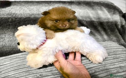 Pomeranian dogs for sale: Rare miniature Teddy face pomeranian puppies  - Image 9