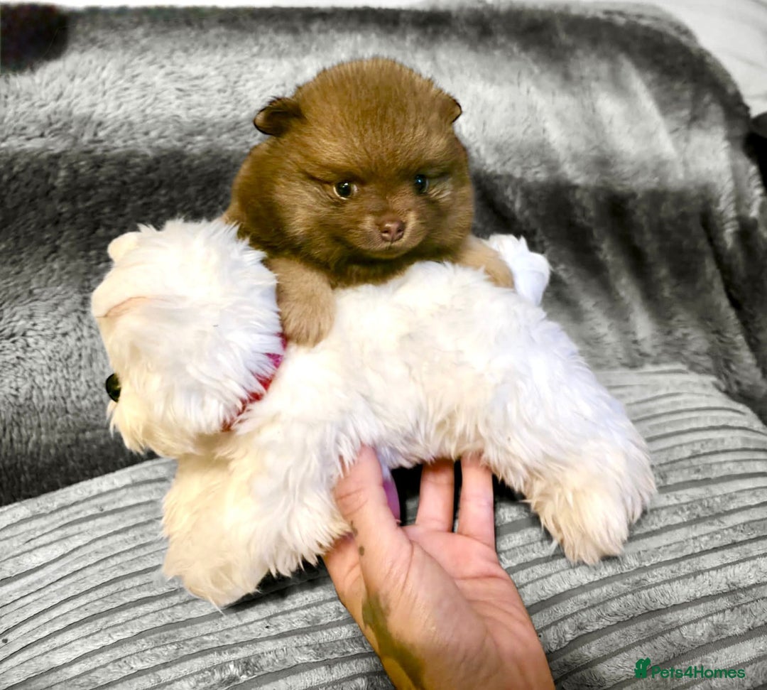 Pomeranian dogs for sale: Rare miniature Teddy face pomeranian puppies  - Image 9
