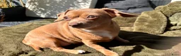 Chiweenie dogs for adoption: Chiweenie looking for perfect forever home  - Advert 4