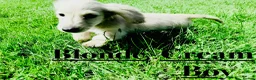Miniature Dachshund dogs for sale: Cream/blonde long hair kc reg miniature dachshund  - Advert 18