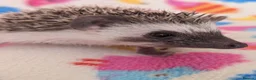 Pygmy Hedgehog rodents for sale: Stunning Hoglets Ready Now and to Reserve  in Romney Marsh - Advert 3