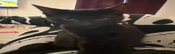 Mixed Breed cats for sale: Kittens looking for a forever home  - Advert 4
