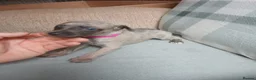 Whippet dogs for sale: Exceptional litter of KC whippets  in Shrewsbury - Advert 10