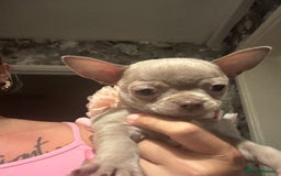 Chihuahua dogs for sale: Last lilac KC Chiuauah  - Image 1
