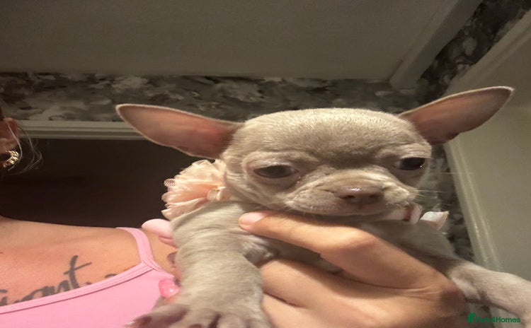 Chihuahua dogs - Advert 2