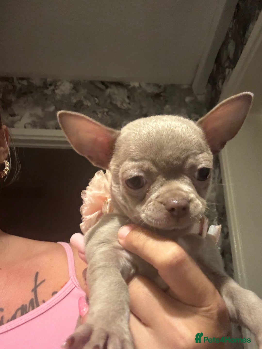 Chihuahua dogs for sale: Last lilac KC Chiuauah  - Image 1