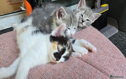 Mixed Breed cats for sale: 4 beautiful mixed breed playful kittens in Ingatestone - Image 1