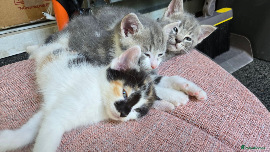 Mixed Breed cats for sale: 4 beautiful mixed breed playful kittens in Ingatestone - Image 1