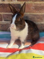 Netherland Dwarf rabbits - Advert 3