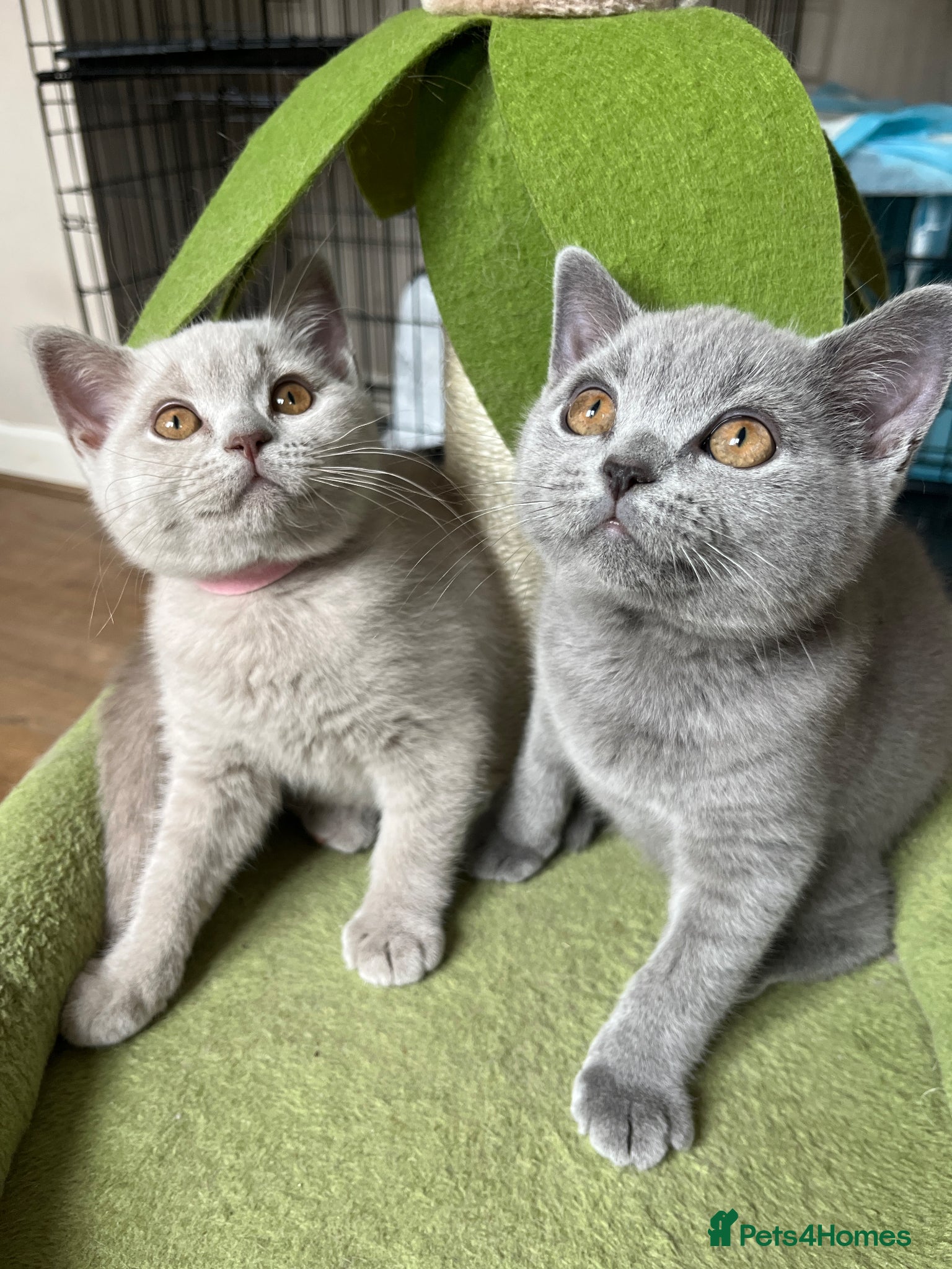 British Shorthair cats for sale: Lilac & Blue BSH’s GCCF available in 1 week 🩵💜 - Advert 1