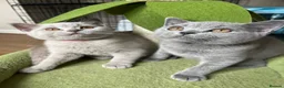 British Shorthair cats for sale: Lilac & Blue BSH’s GCCF available in 1 week 🩵💜 - Advert 1