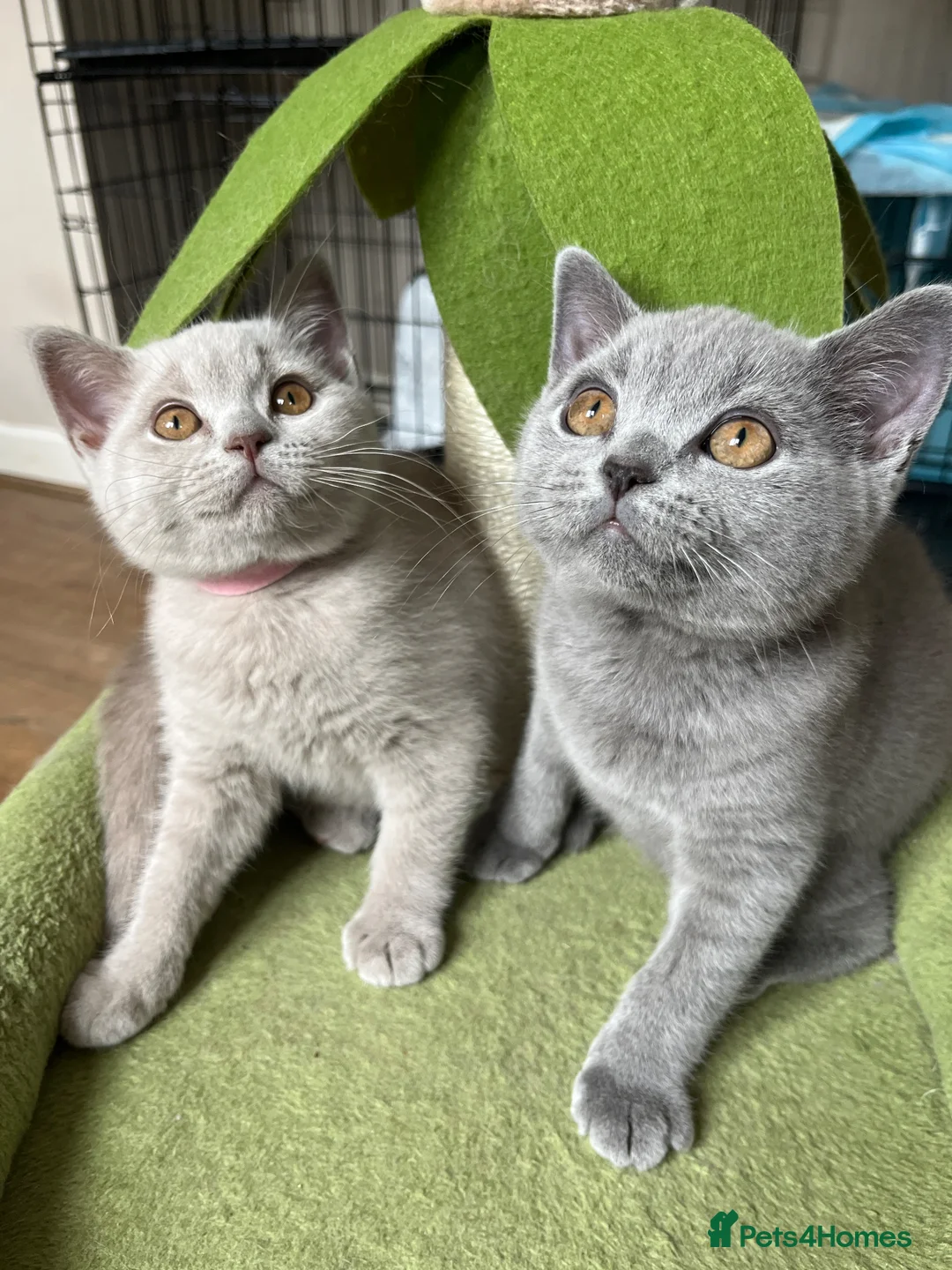 British Shorthair cats for sale: Lilac & Blue BSH’s GCCF available in 1 week 🩵💜 - Advert 1