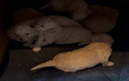 Poochon dogs for sale: Tiny farm bred teddy bear bundles of fun !  - Image 35