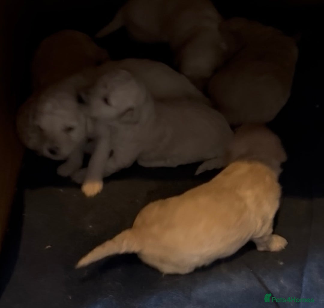 Poochon dogs for sale: Tiny farm bred teddy bear bundles of fun !  - Image 35