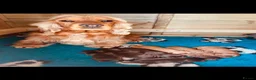 Cocker Spaniel dogs for sale: Top quality Fully health tested show cocker - Advert 7