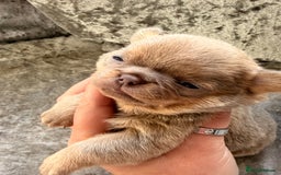 Chihuahua dogs for sale: 💖 Esquire litter of chihuahua puppies 💖 - Advert 26