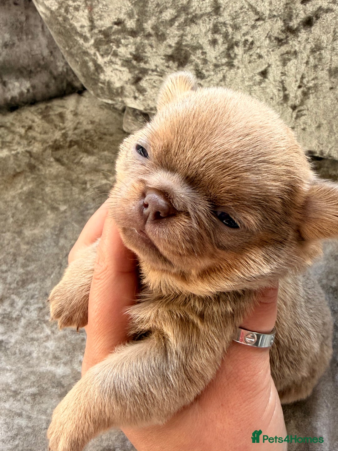 Chihuahua dogs for sale: 💖 Esquire litter of chihuahua puppies 💖 - Advert 26