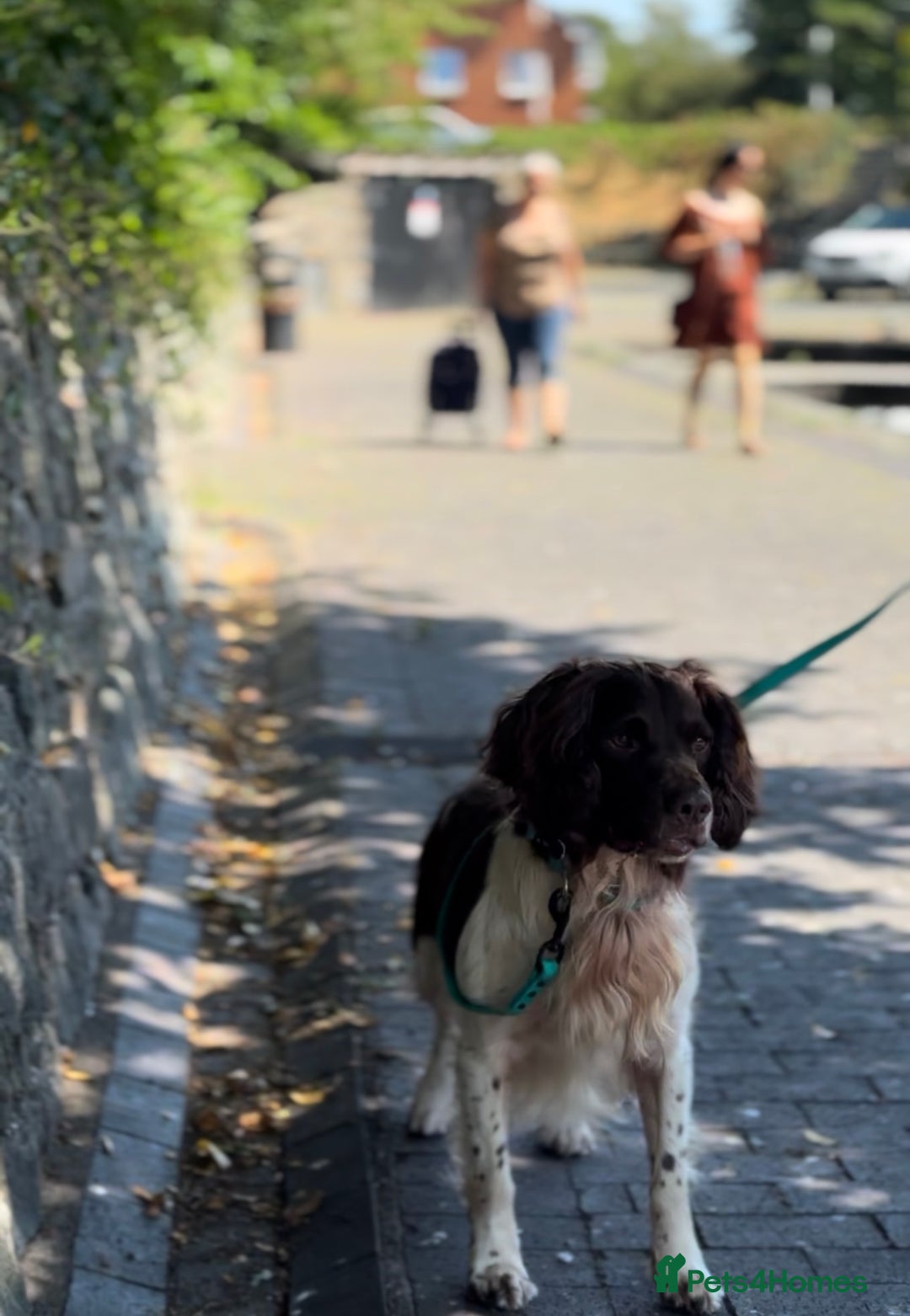 English Springer Spaniel dogs for sale: Hip/Elbow Scored and Health Tested, KC Springers  - Advert 9