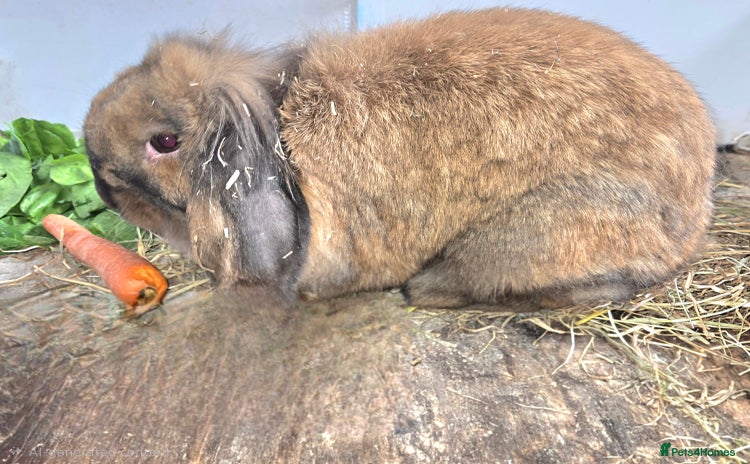 Mini Lion Lop rabbits - Advert 6
