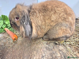 Mini Lion Lop rabbits - Advert 10
