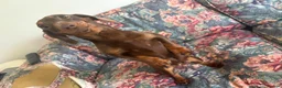 Miniature Dachshund dogs for sale: 2 miniature dachshund sisters 7 months old in Swadlincote - Advert 4