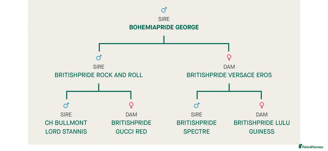 English Bulldog dogs for stud: Britishpride lines stud  - Advert 3