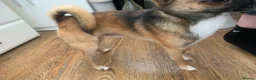 Pomchi dogs for stud: DISCOUNTED TILL PROVEN! in Clacton-on-Sea - Advert 7