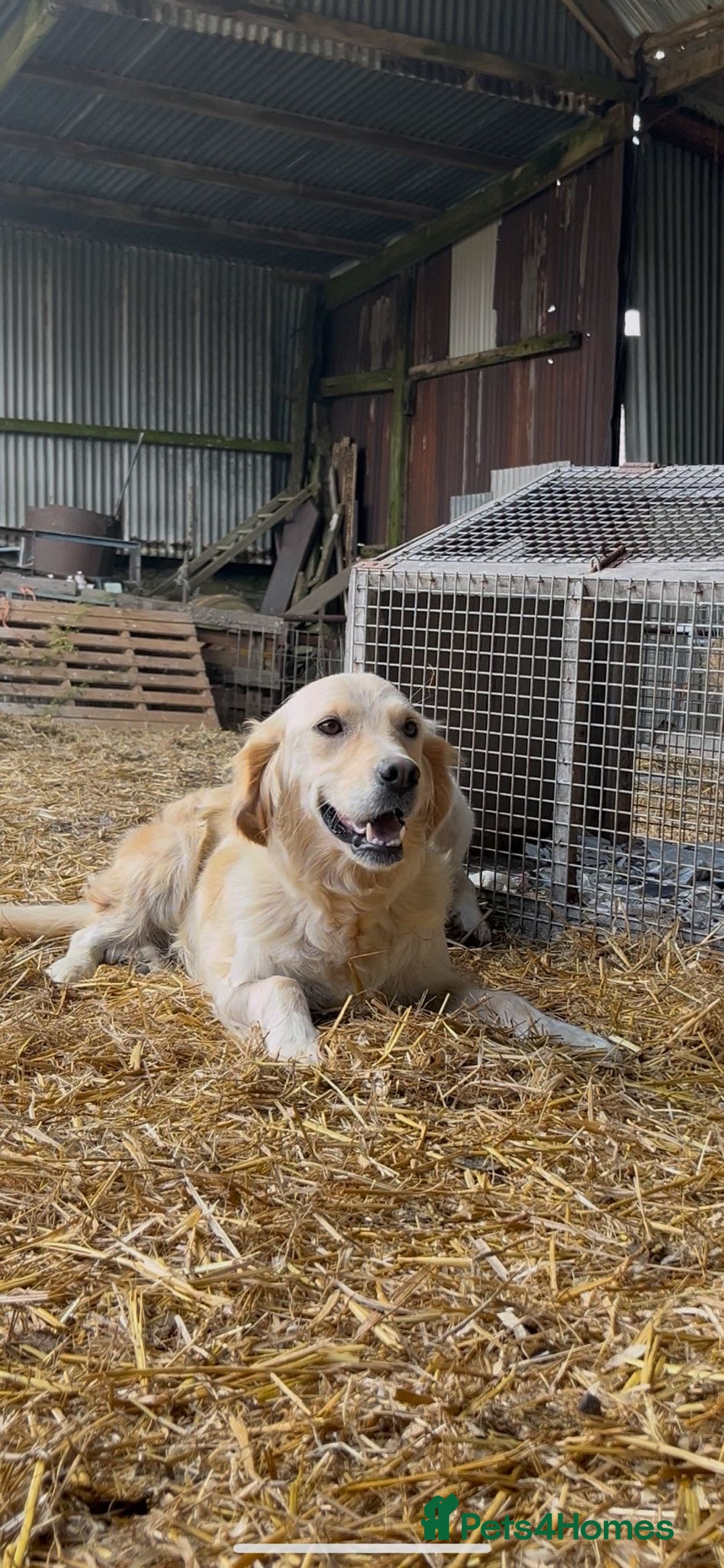 Golden Retriever dogs for sale: Golden retriever puppies for sale - Image 14