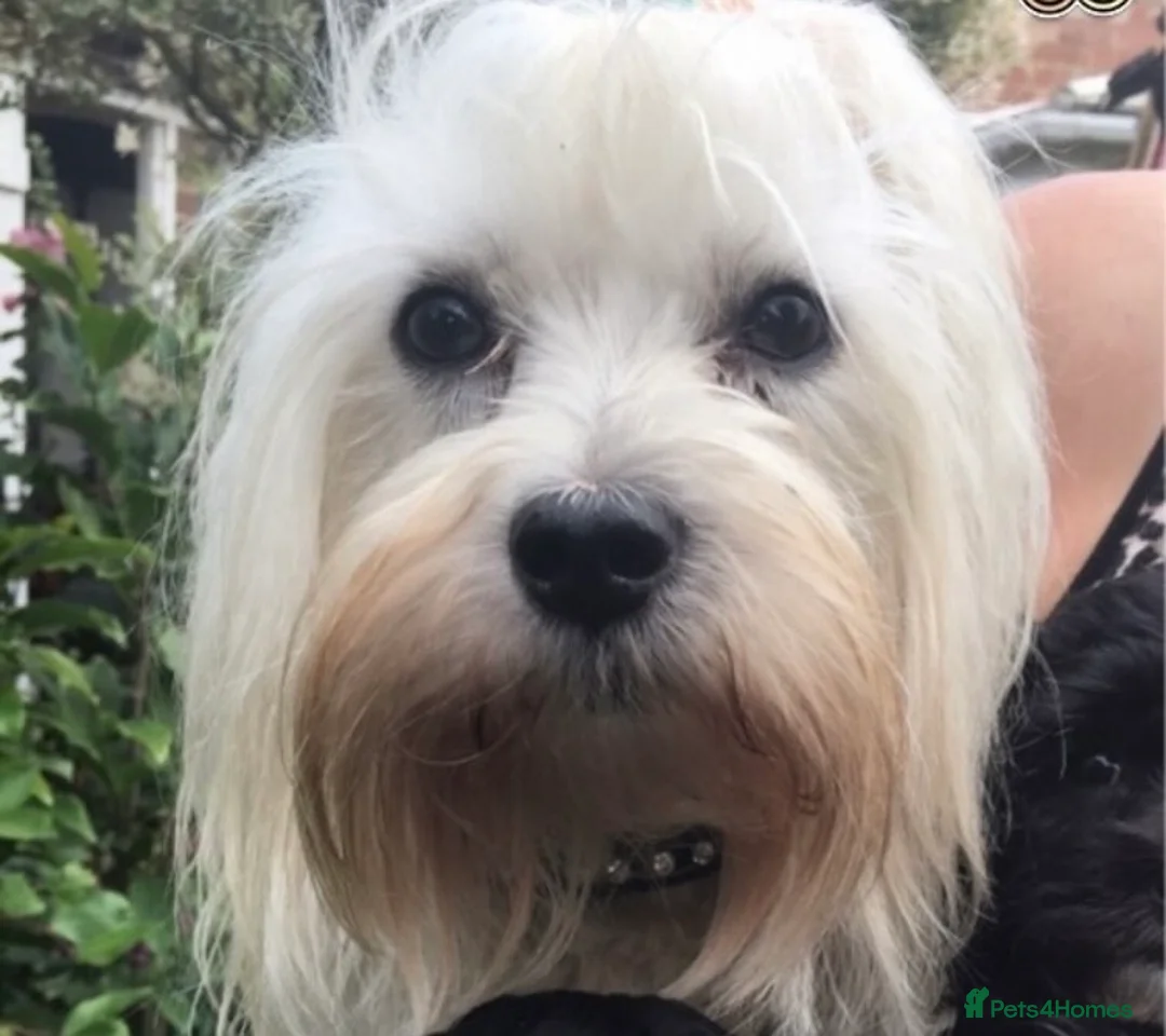 Maltese dogs for stud: Gorgeous Maltese At STUD in Coventry - Advert 4