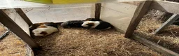 Guinea Pig rodents for sale: Guinea pigs in Paignton - Advert 4