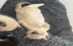 Ragdoll cats for sale: Beautiful Ragdoll kittens open to reasonable offer - Image 4