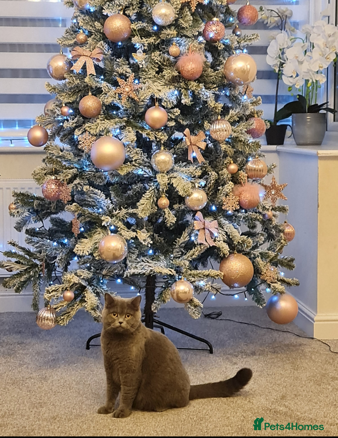 British Shorthair cats for sale: Adorable purebred British shorthair kittens - Advert 7