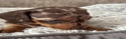 Miniature Dachshund dogs for sale: Miniature Dachshunds Smooth Haired KC Registered. - Advert 9