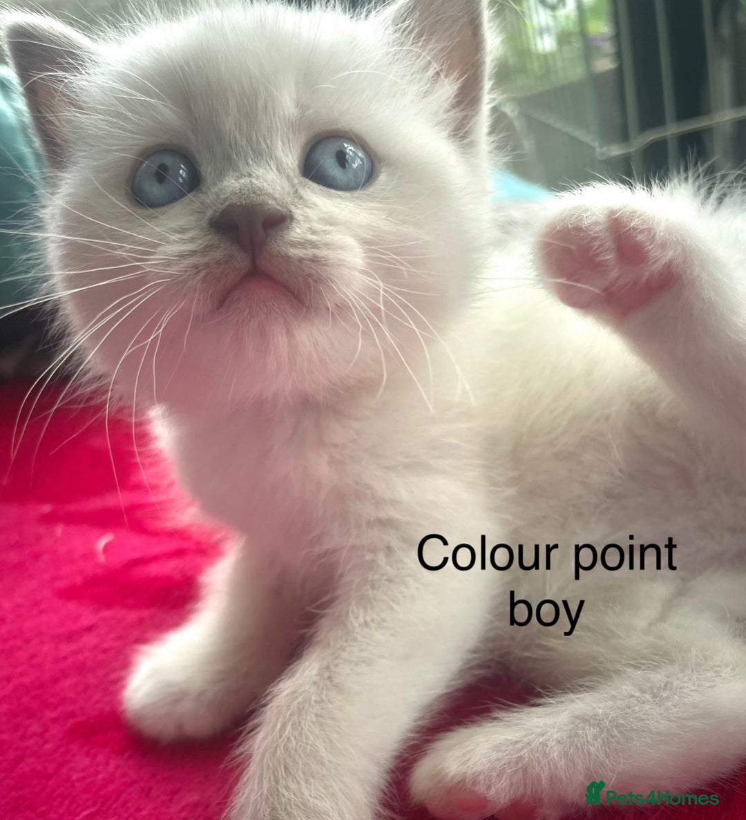 British Shorthair cats for sale: Gorgeous pure breed colour point and golden kitten - Image 7