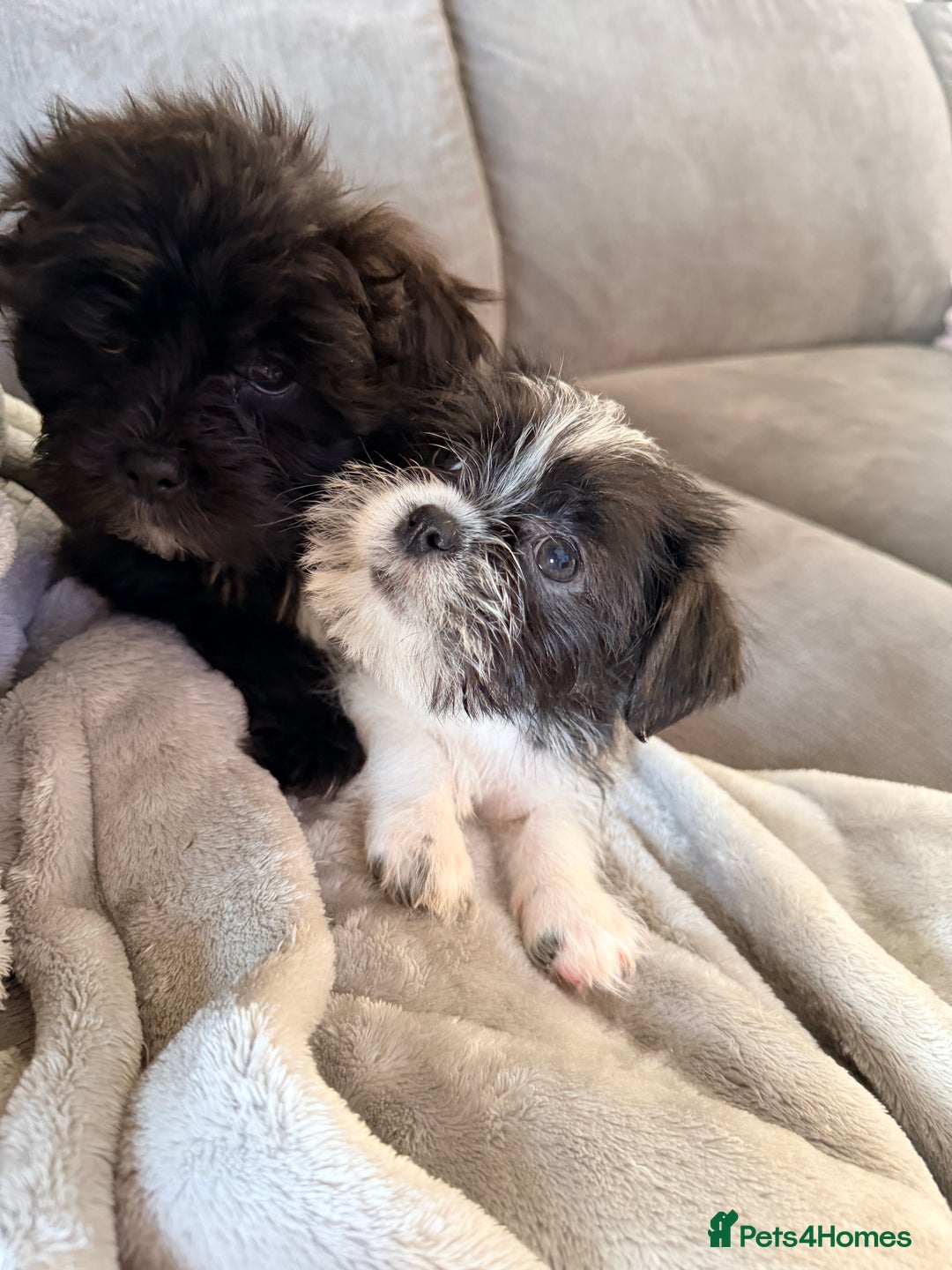 Zuchon dogs for sale: Shihzu x Bichion x Westie - Advert 10