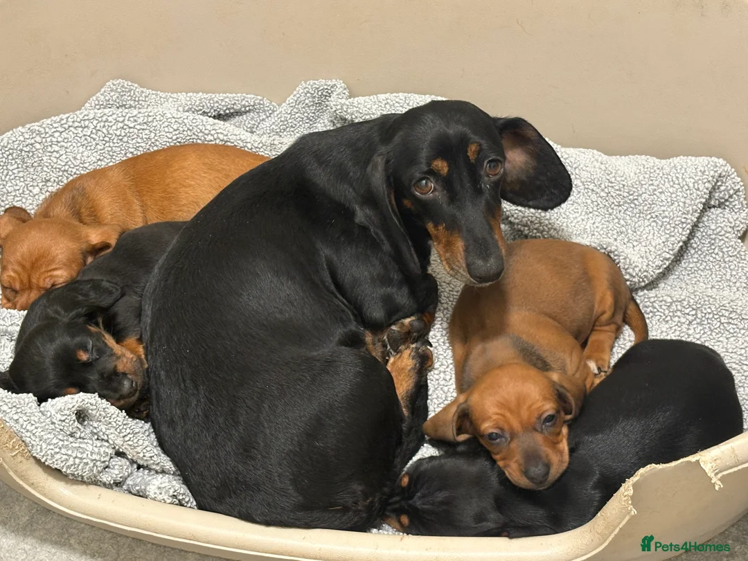 Dachshund dogs for sale: Standard Dachshund puppies for sale  - Advert 1