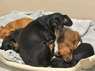 Dachshund dogs Standard Dachshund puppies for sale - Advert 7