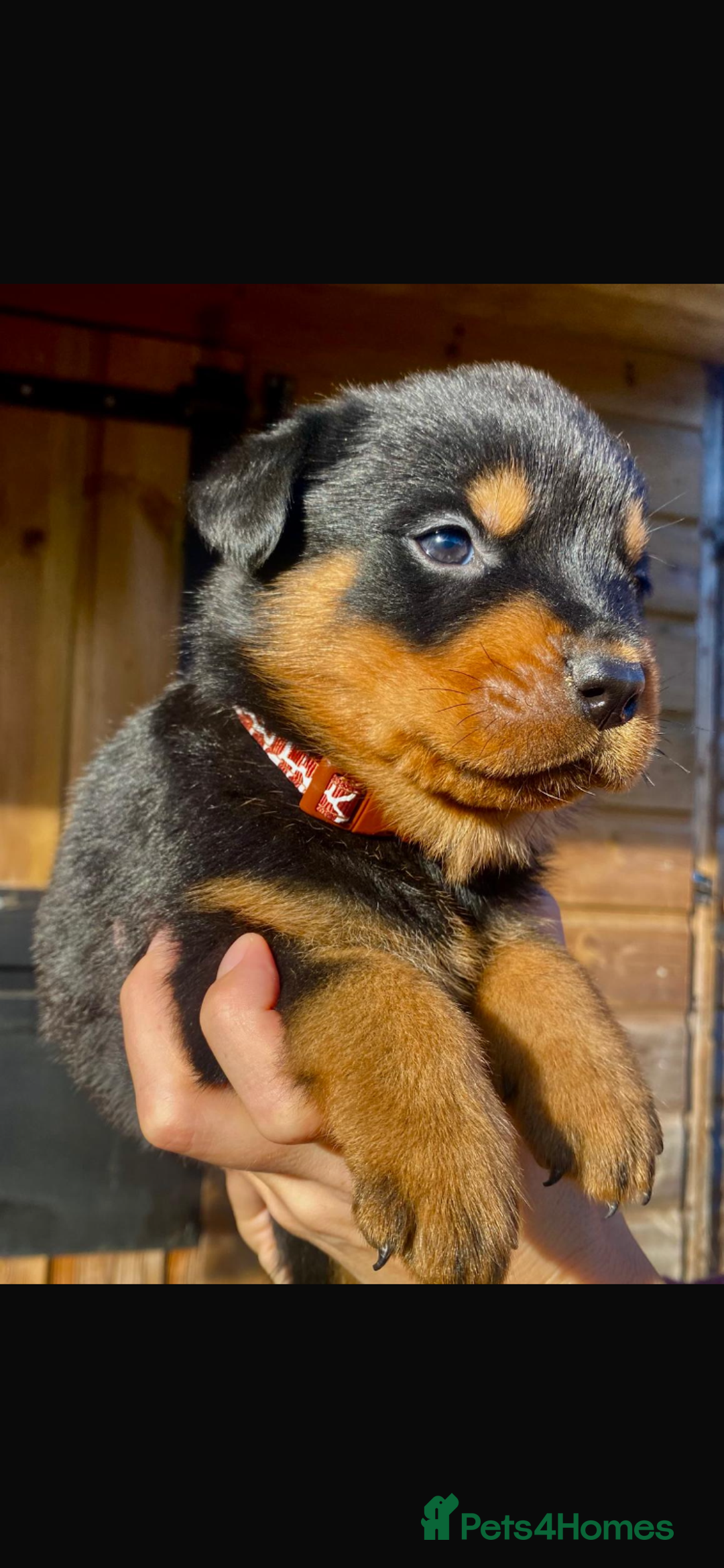 Rottweiler dogs for sale: Last girlBeautiful chunky Rottweiler puppies - Advert 11