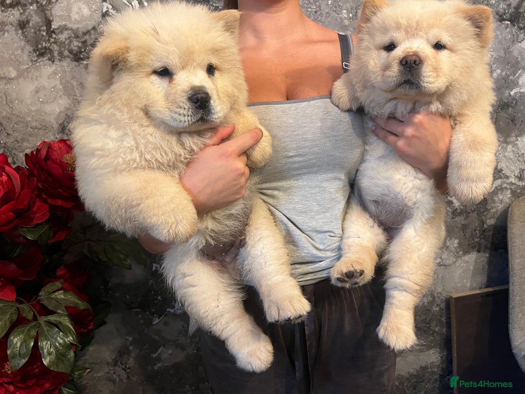Chow Chow dogs for sale: Beautiful Chunky KC Chow Puppies - Image 2