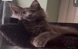Maine Coon cats for sale: Full pedigree blue smoke female Maine coon  - Image 2
