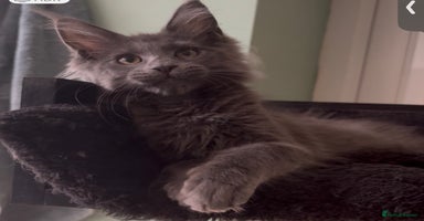 Maine Coon cats - Advert 3